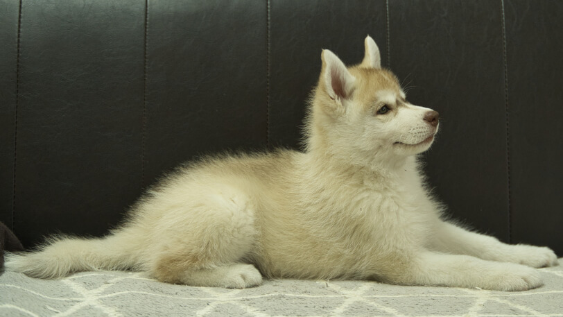 シベリアンハスキー子犬の写真No.202402244右側面4月30日現在