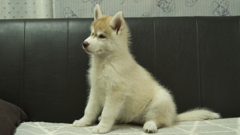 シベリアンハスキー子犬の写真No.202402244-4　4月30日現在