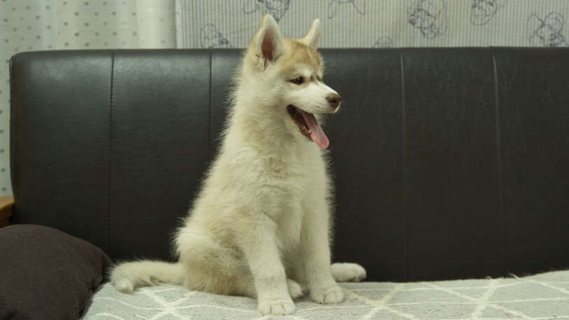 シベリアンハスキー子犬の写真No.202402244-5　4月30日現在