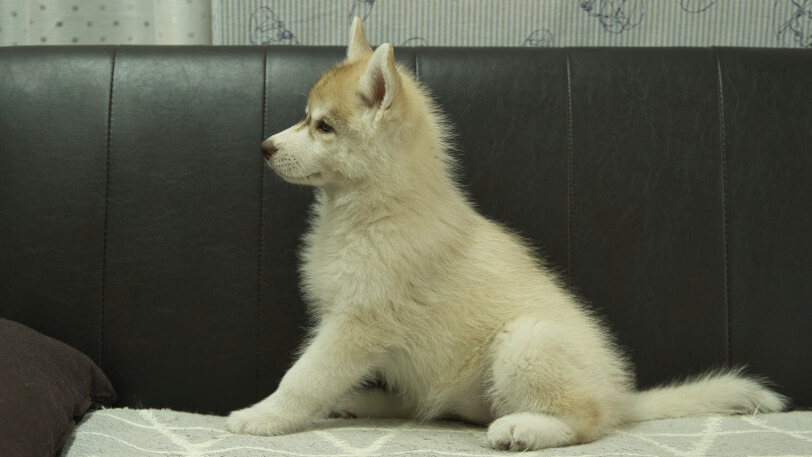 シベリアンハスキー子犬の写真No.202402244左側面4月30日現在