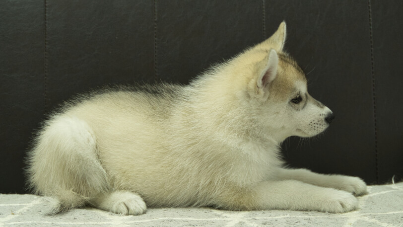 シベリアンハスキー子犬の写真No.202402283右側面4月30日現在