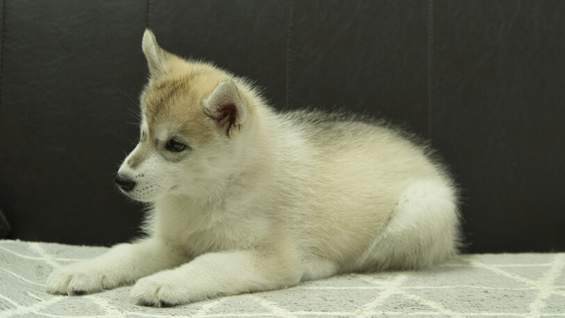 シベリアンハスキー子犬の写真No.202402283-4　4月30日現在