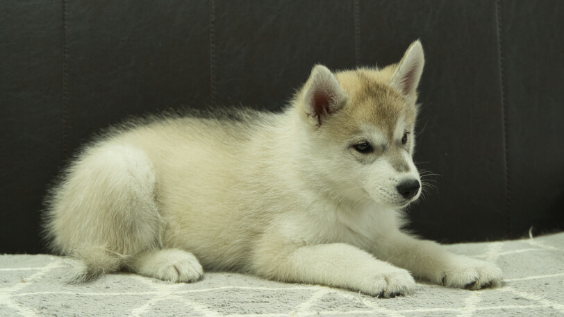 シベリアンハスキー子犬の写真No.202402283-5　4月30日現在