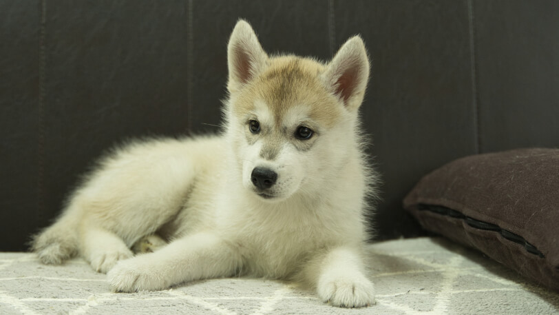 シベリアンハスキー子犬の写真No.202402283正面4月30日現在