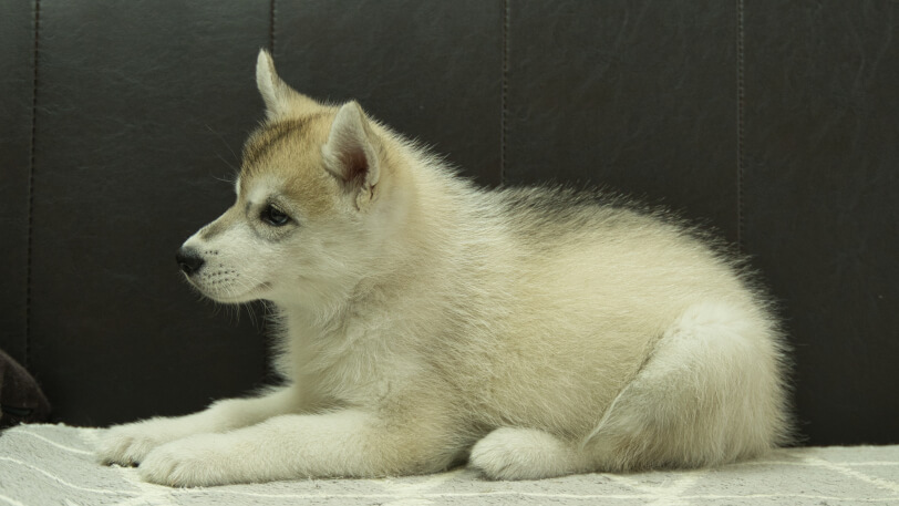 シベリアンハスキー子犬の写真No.202402283左側面4月30日現在