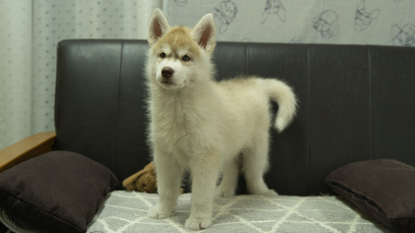 シベリアンハスキー子犬の写真No.202402244正面4月30日現在