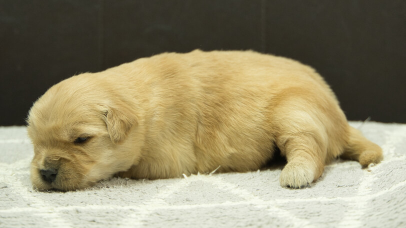 ゴールデンレトリーバーの子犬の写真No.202501314左側面2月18日現在