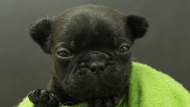 フレンチブルドッグ子犬の写真No.202502142正面3月10日現在