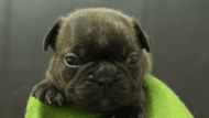 フレンチブルドッグ子犬の写真No.202502144正面3月10日現在