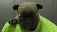 フレンチブルドッグ子犬の写真No.202502145正面3月10日現在