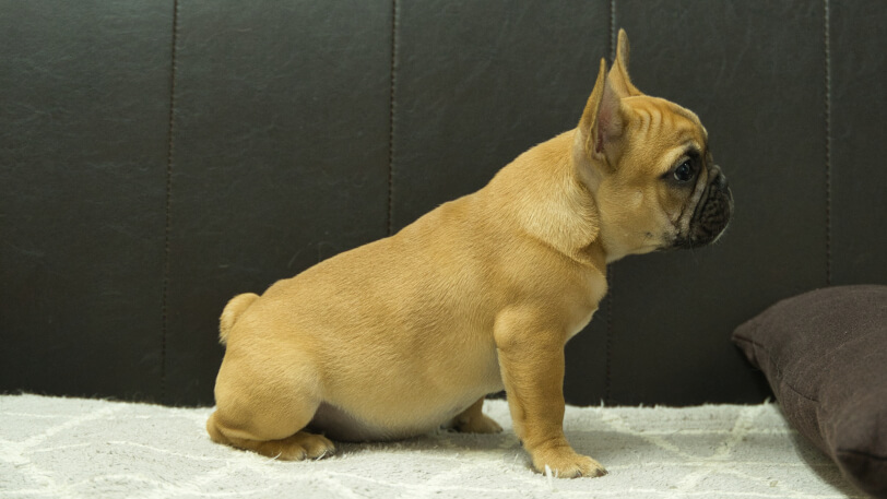 フレンチブルドッグ子犬の写真No.202503153右側面6月18日現在