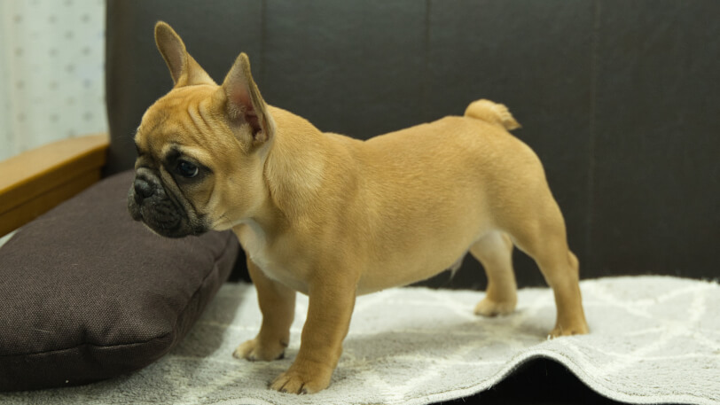 フレンチブルドッグ子犬の写真No.202503153-4 6月18日現在