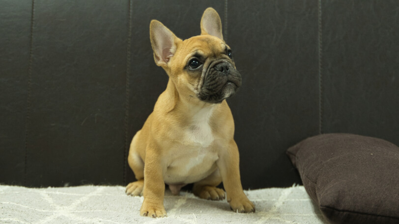 フレンチブルドッグ子犬の写真No.202503153-5 6月18日現在