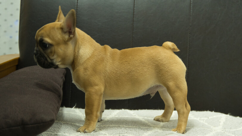 フレンチブルドッグ子犬の写真No.202503153左側面6月18日現在