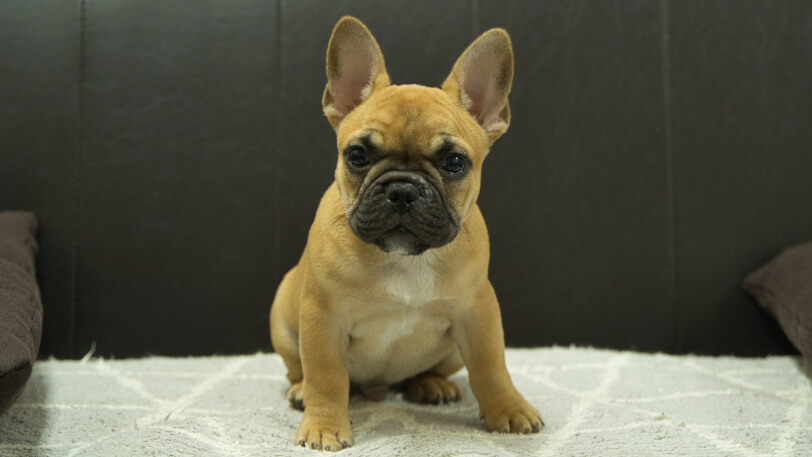 フレンチブルドッグ子犬の写真No.202503153正面6月18日現在