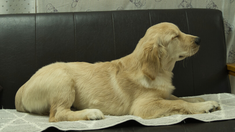 ゴールデンレトリーバーの子犬の写真No.202502072右側面6月18日現在