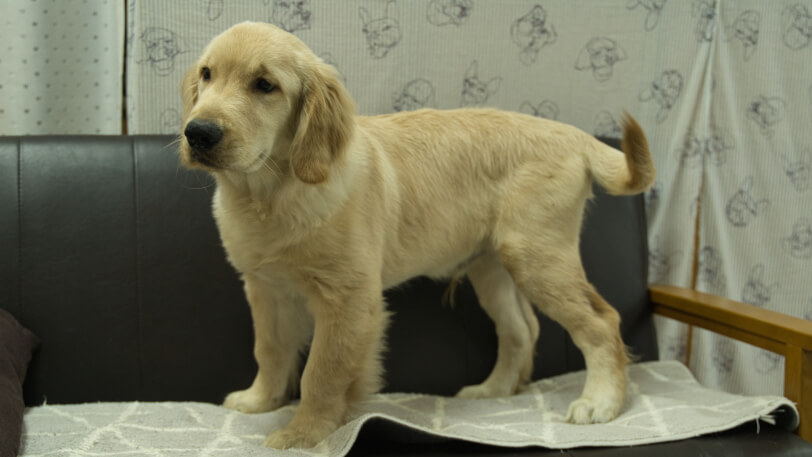 ゴールデンレトリーバーの子犬の写真No.202502072-4 6月18日現在