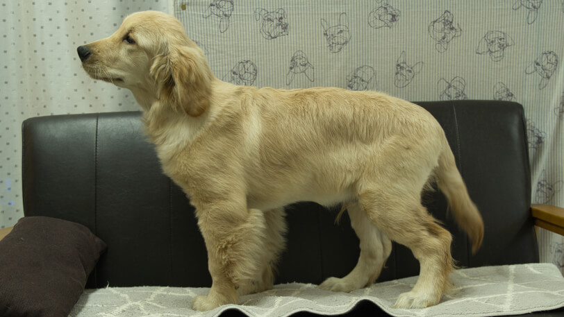 ゴールデンレトリーバーの子犬の写真No.202502072左側面6月18日現在