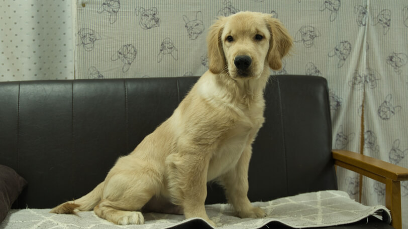 ゴールデンレトリーバーの子犬の写真No.202502072正面6月18日現在