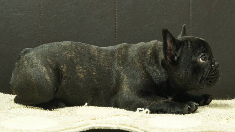 フレンチブルドッグ子犬の写真No.202503155右側面7月26日現在