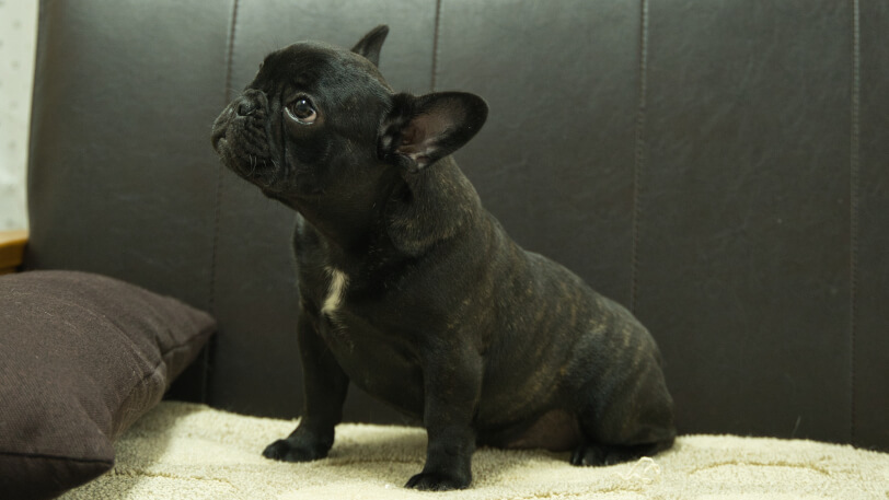 フレンチブルドッグ子犬の写真No.202503155-4 7月26日現在