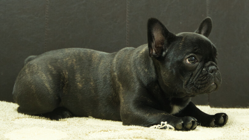 フレンチブルドッグ子犬の写真No.202503155-5 7月26日現在