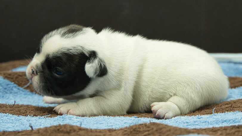 フレンチブルドッグ子犬の写真No.202507092左側面7月26日現在
