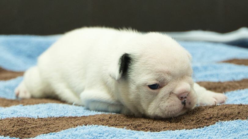 フレンチブルドッグ子犬の写真No.202507093-5　7月26日現在