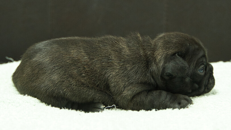 フレンチブルドッグ子犬の写真No.202507094右側面7月26日現在