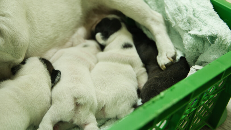 2025年7月9日生まれのフレンチブルドッグの子犬