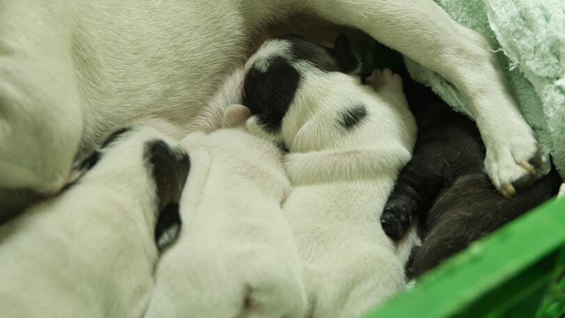 2025年7月9日生まれのフレンチブルドッグの子犬