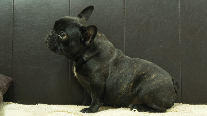 フレンチブルドッグ子犬の写真No.202503155左側面7月26日現在
