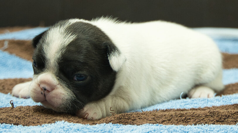 フレンチブルドッグ子犬の写真No.202507091-4　7月26日現在