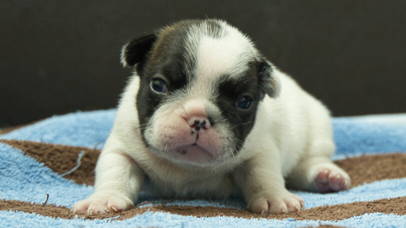 フレンチブルドッグ子犬の写真No.202507092正面7月26日現在