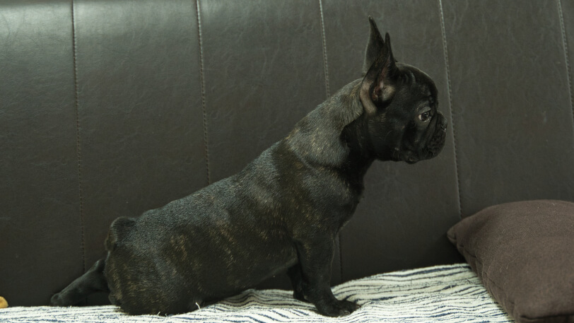フレンチブルドッグ子犬の写真No.202504051右側面8月3日現在