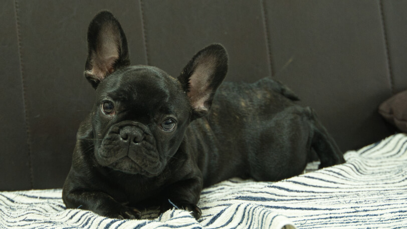 フレンチブルドッグ子犬の写真No.202504051-4 8月3日現在