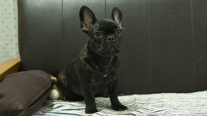 フレンチブルドッグ子犬の写真No.202504051-5 8月3日現在