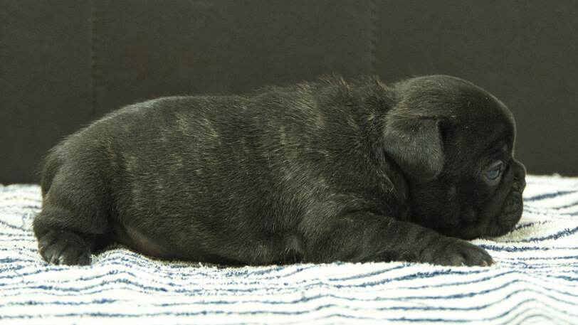 フレンチブルドッグ子犬の写真No.202507094右側面8月3日現在