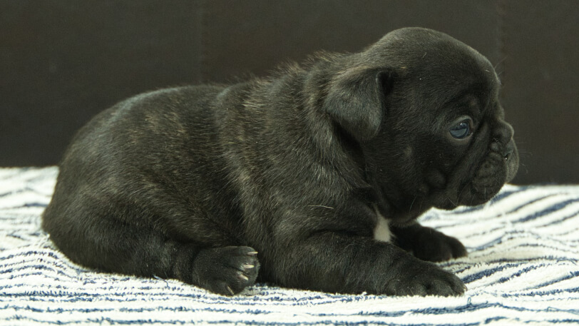 フレンチブルドッグ子犬の写真No.202507094-5　8月3日現在