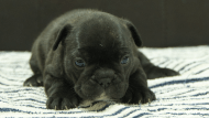 フレンチブルドッグ子犬の写真No.202507094正面8月3日現在