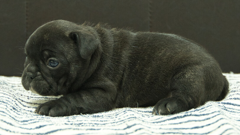 フレンチブルドッグ子犬の写真No.202507094左側面8月3日現在