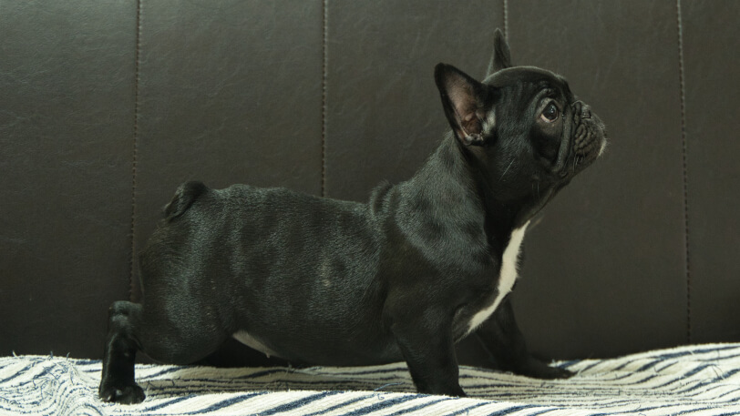 フレンチブルドッグ子犬の写真No.202504053右側面8月3日現在