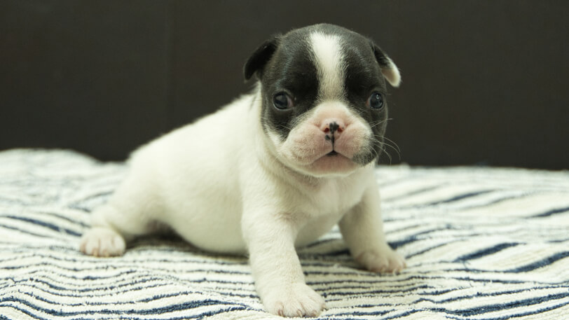 フレンチブルドッグ子犬の写真No.202507091-5　8月3日現在