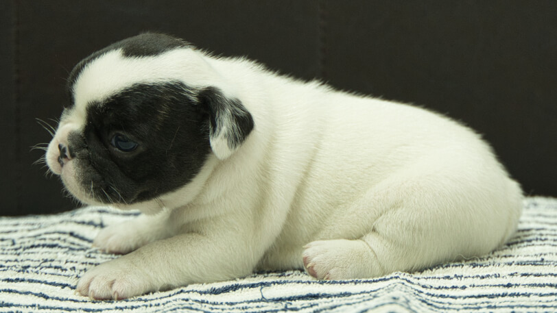 フレンチブルドッグ子犬の写真No.202507092左側面8月3日現在