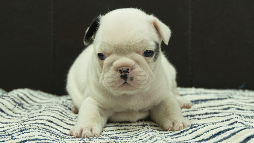 フレンチブルドッグ子犬の写真No.202507093正面8月3日現在