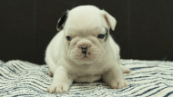 フレンチブルドッグ子犬の写真No.202507093正面8月3日現在