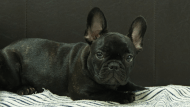 フレンチブルドッグ子犬の写真No.202504051正面8月3日現在