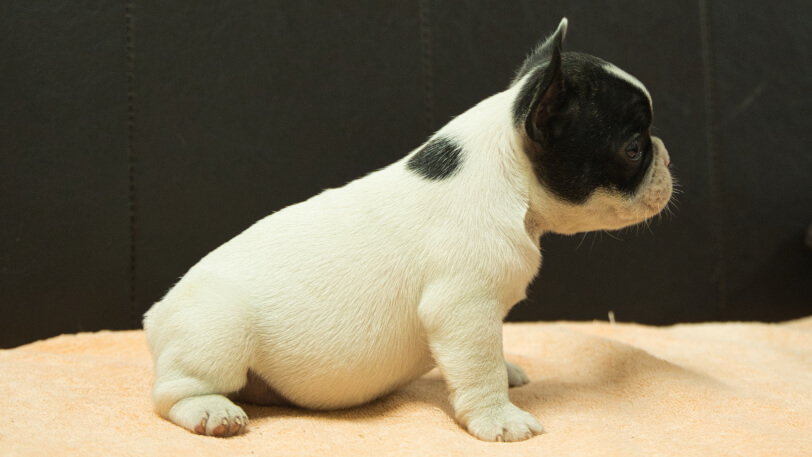 フレンチブルドッグ子犬の写真No.202507091右側面8月12日現在