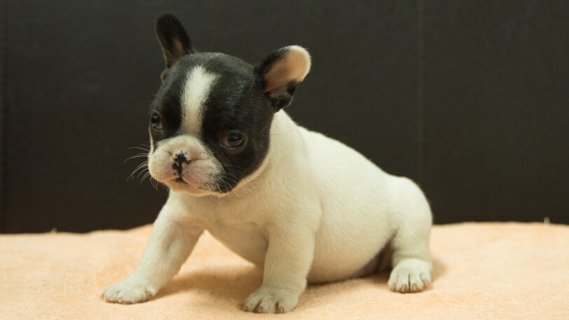 フレンチブルドッグ子犬の写真No.202507091-4 8月12日現在