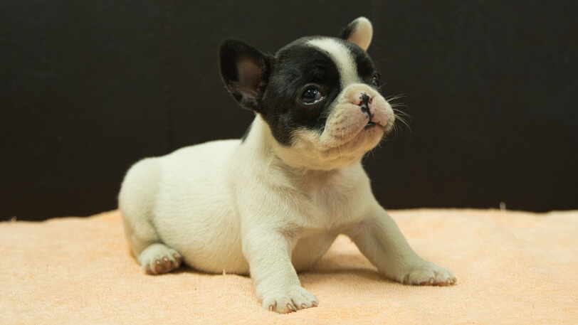 フレンチブルドッグ子犬の写真No.202507091-5 8月12日現在